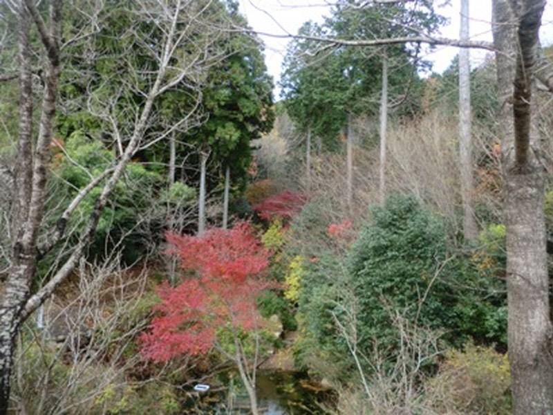 桃林寺の紅葉の写真2