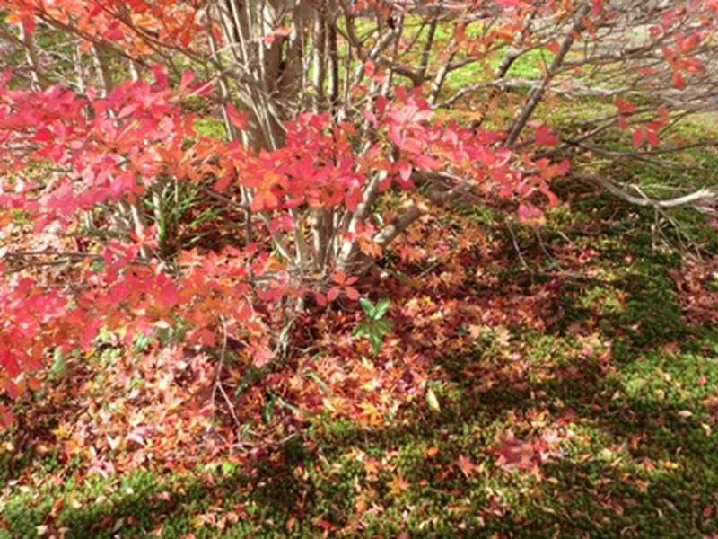 桃林寺の紅葉の写真6