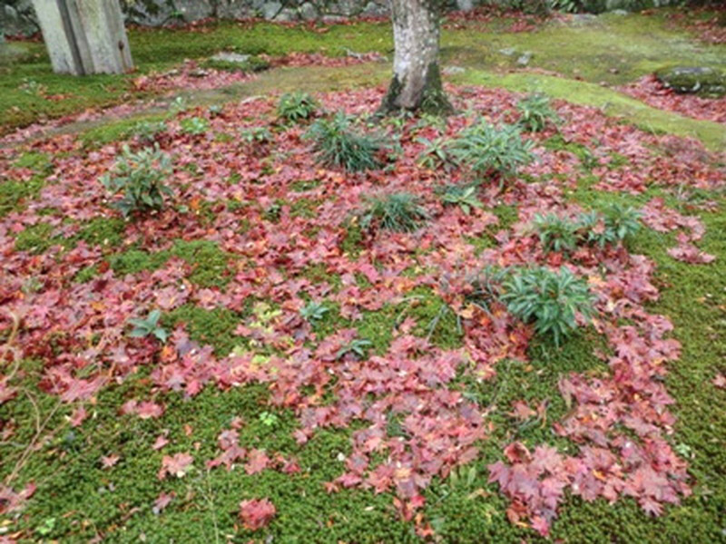 桃林寺の紅葉の写真8