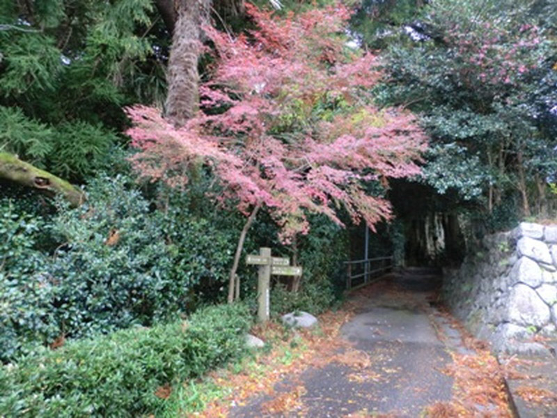 桃林寺の紅葉の写真9