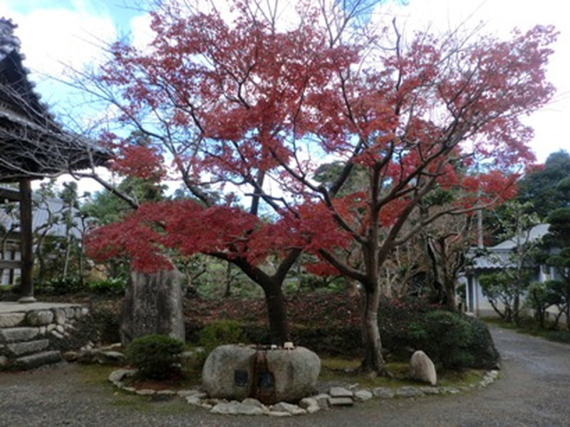 荒神山観音寺の紅葉の写真1