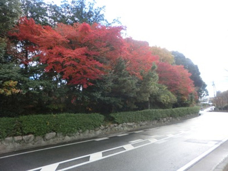 荒神山観音寺の紅葉の写真2