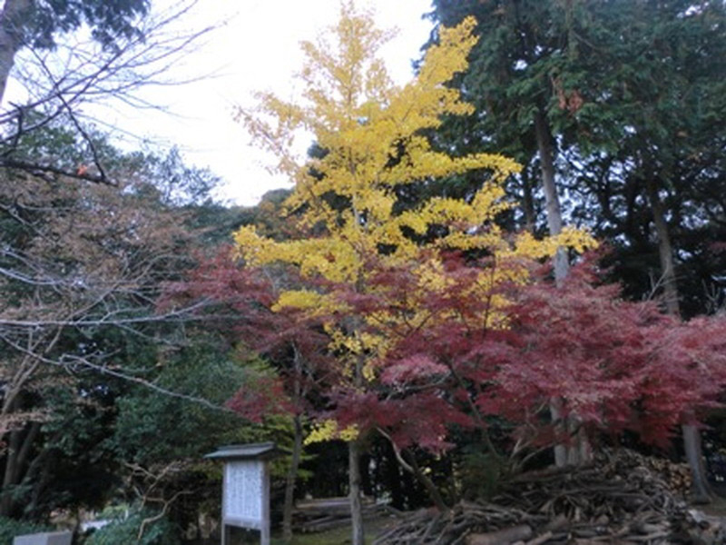 荒神山観音寺の紅葉の写真4