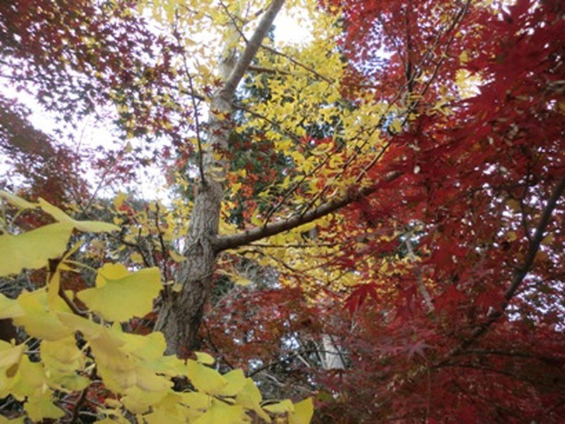 荒神山観音寺の紅葉の写真10