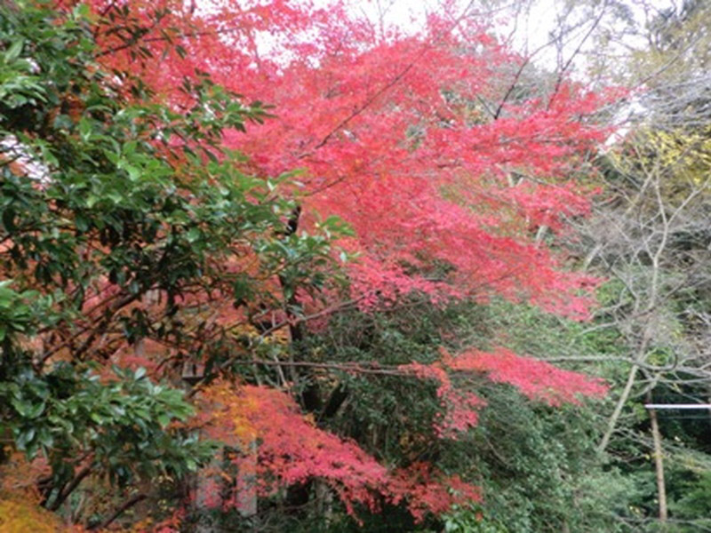 椿大神社の紅葉の写真3