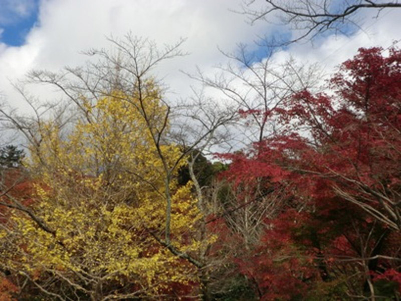 椿大神社の紅葉の写真4