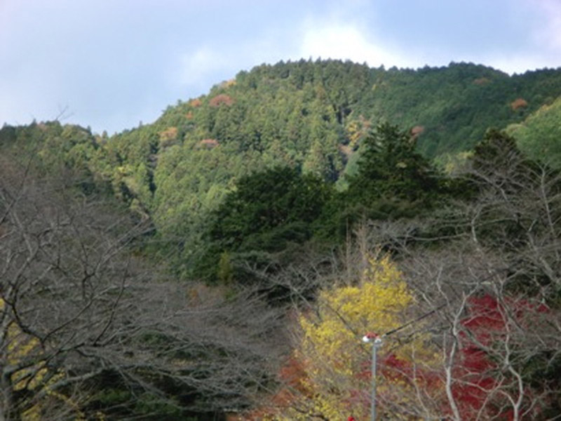 椿大神社の紅葉の写真5