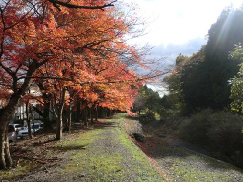 椿大神社の紅葉の写真6