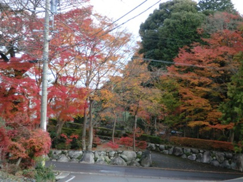 椿大神社の紅葉の写真8