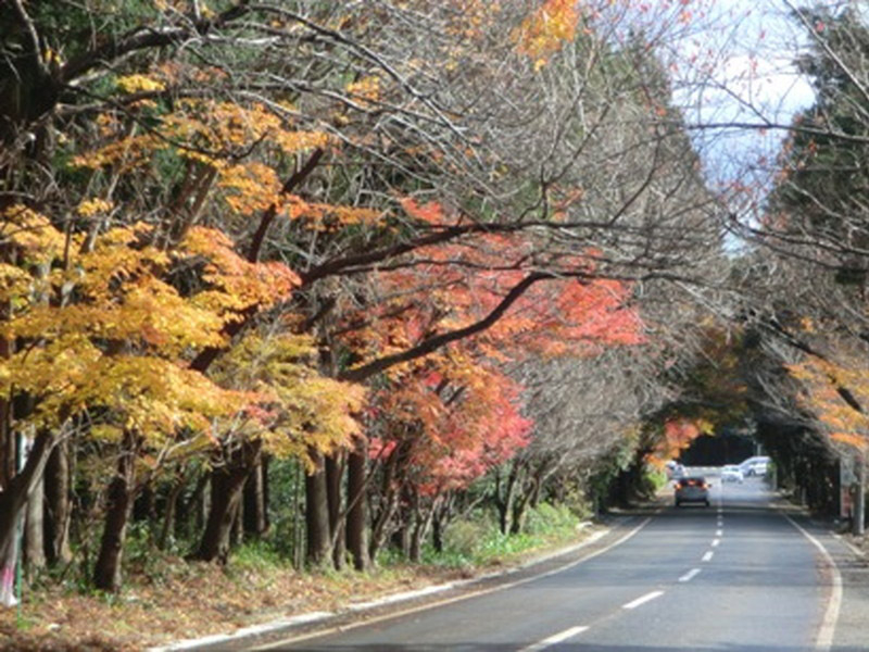 椿大神社の紅葉の写真10