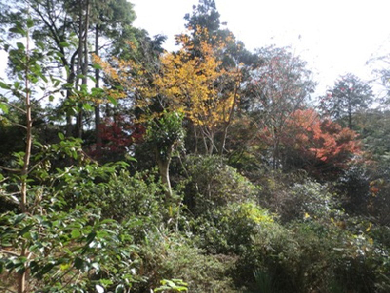加佐登神社の紅葉の写真6