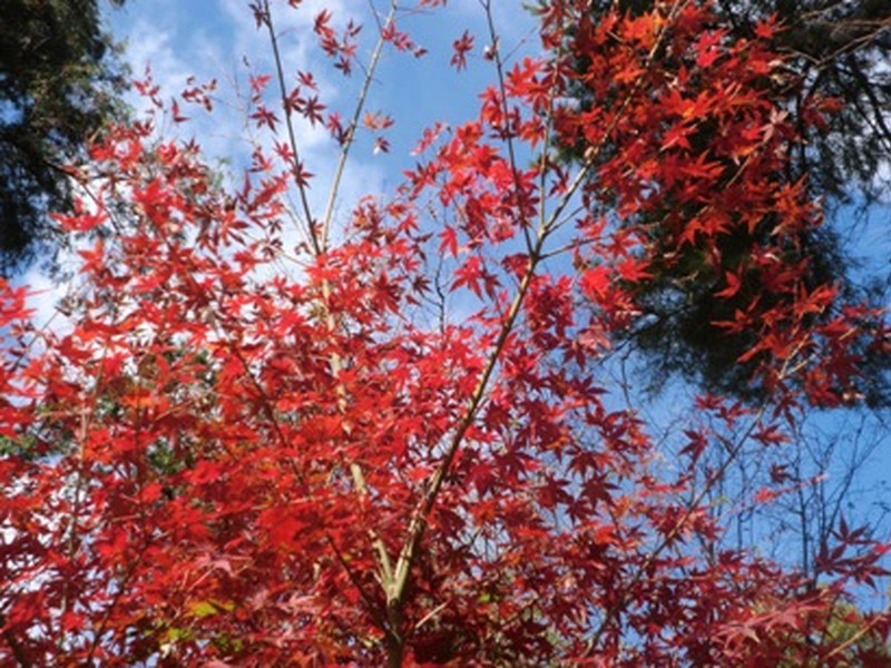 加佐登神社の紅葉の写真7
