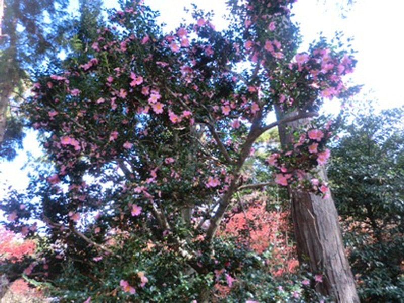 加佐登神社の紅葉の写真9