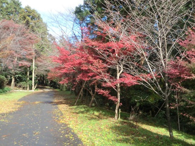 加佐登神社の紅葉の写真10