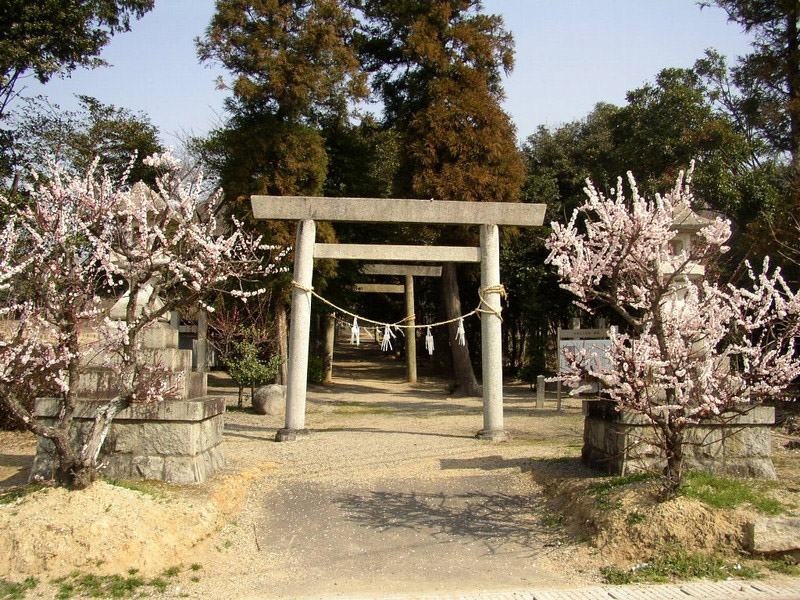 菅原神社のしだれ梅の写真1