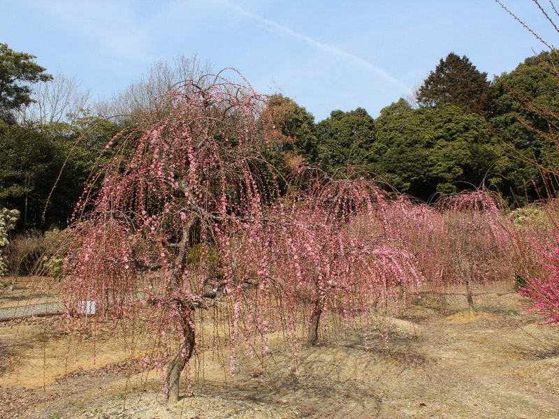 菅原神社のしだれ梅の写真4