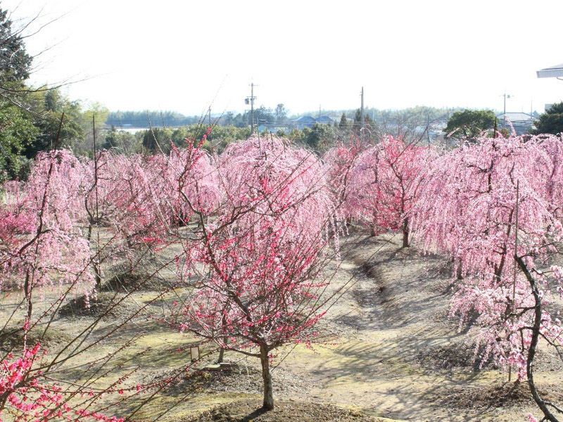 菅原神社のしだれ梅の写真7