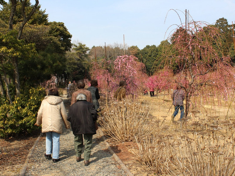 菅原神社のしだれ梅の写真8