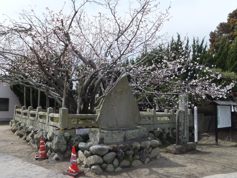 子安観音寺の不断桜の写真1