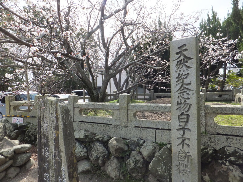 子安観音寺の不断桜の写真2