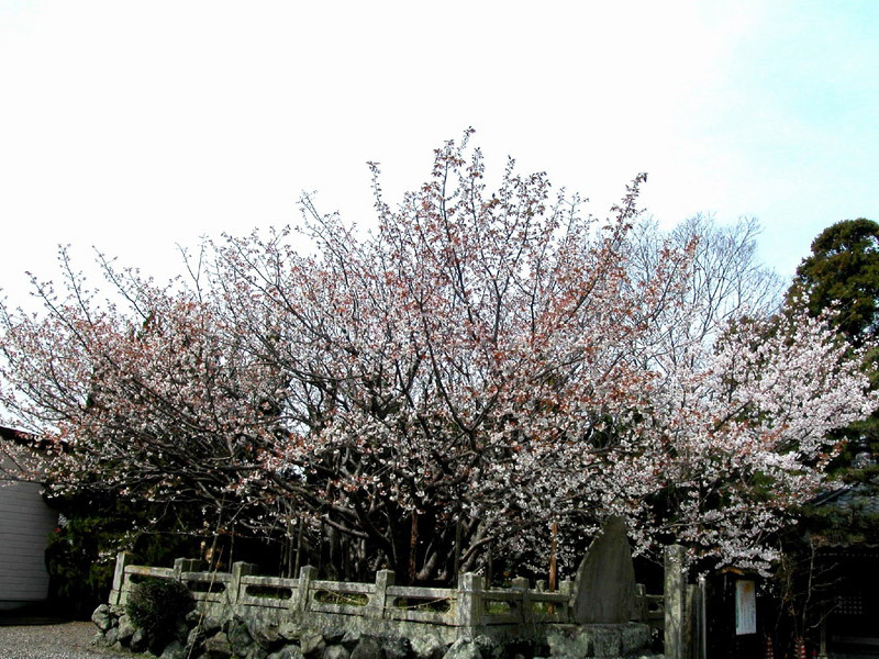 子安観音寺の不断桜のイメージ写真