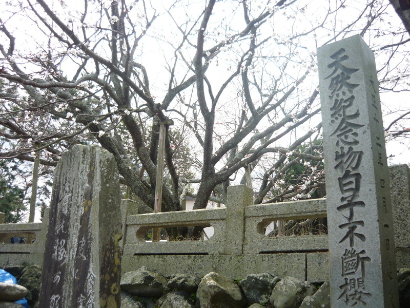 子安観音寺の不断桜の写真4