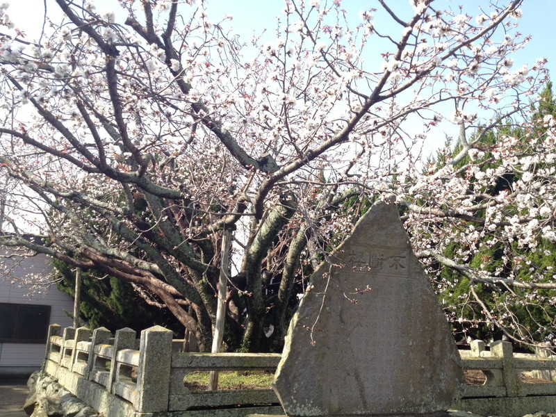 子安観音寺の不断桜の写真5