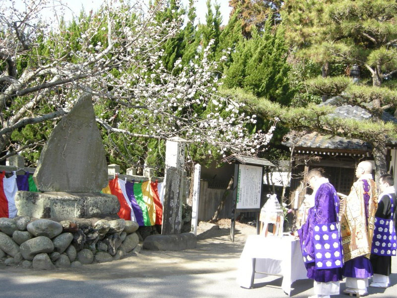 子安観音寺の不断桜の写真6