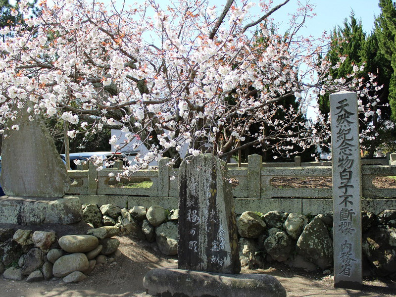 子安観音寺の不断桜の写真7