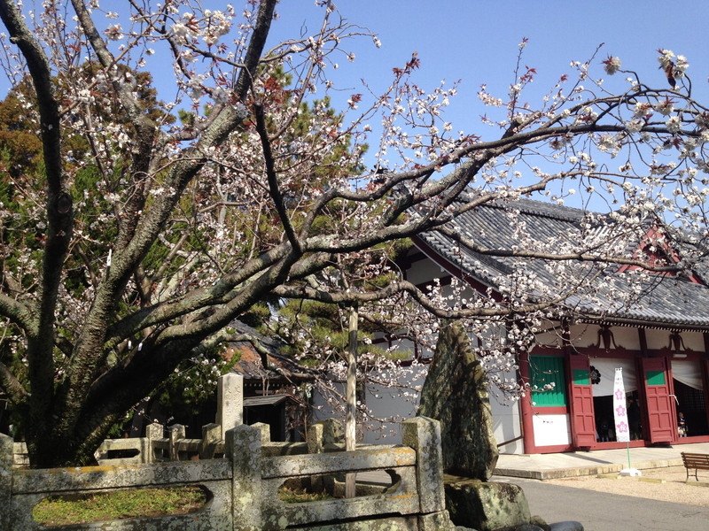 子安観音寺の不断桜の写真8