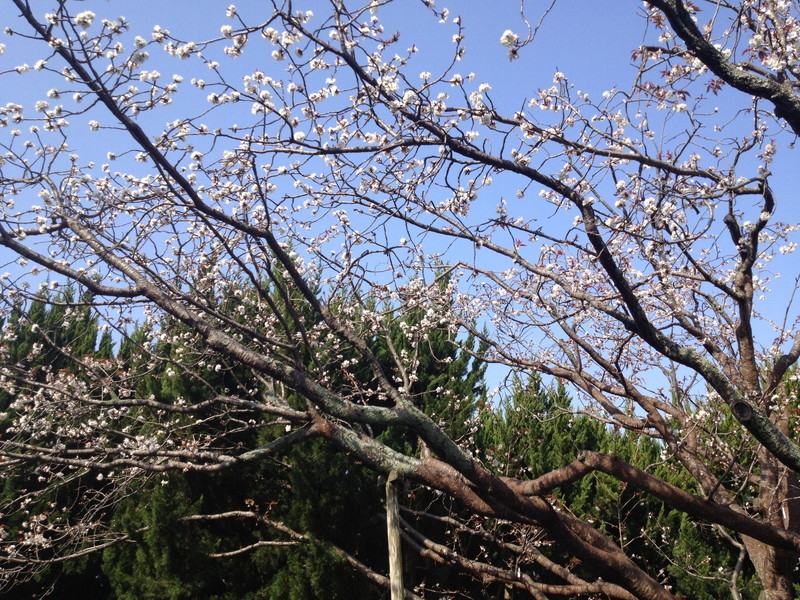 子安観音寺の不断桜の写真9