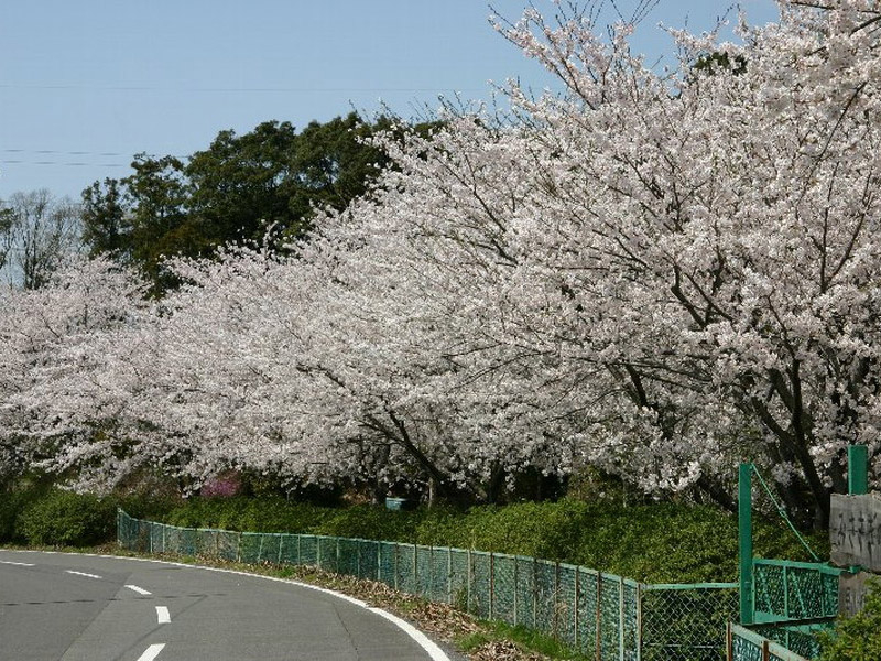 鈴鹿フラワーパークの桜の写真1