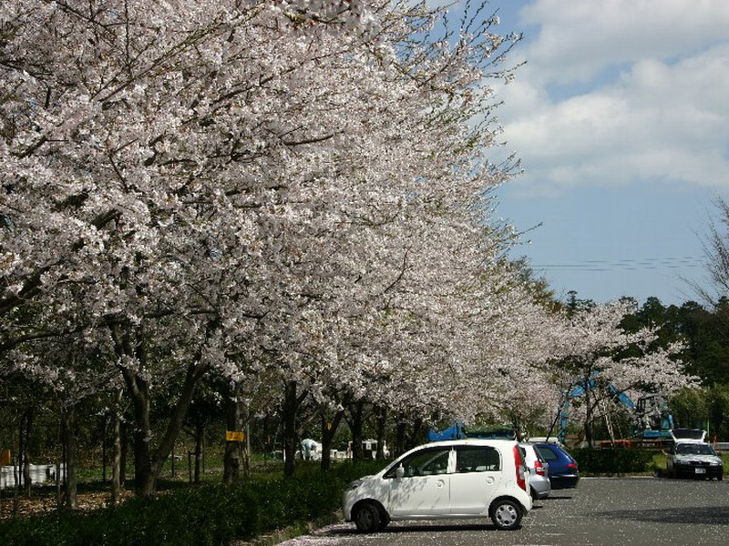 鈴鹿フラワーパークの桜の写真2