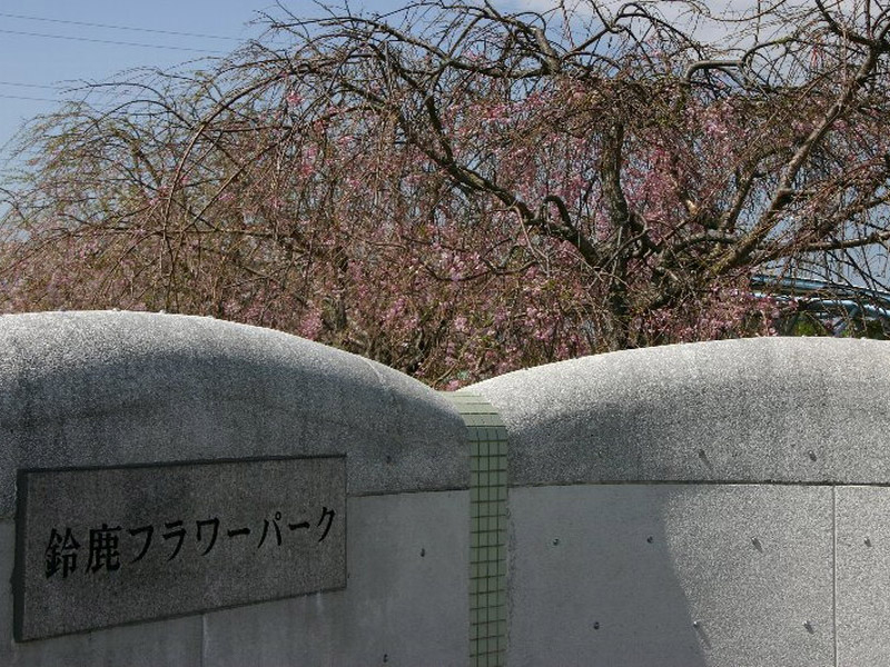 鈴鹿フラワーパークの桜の写真4