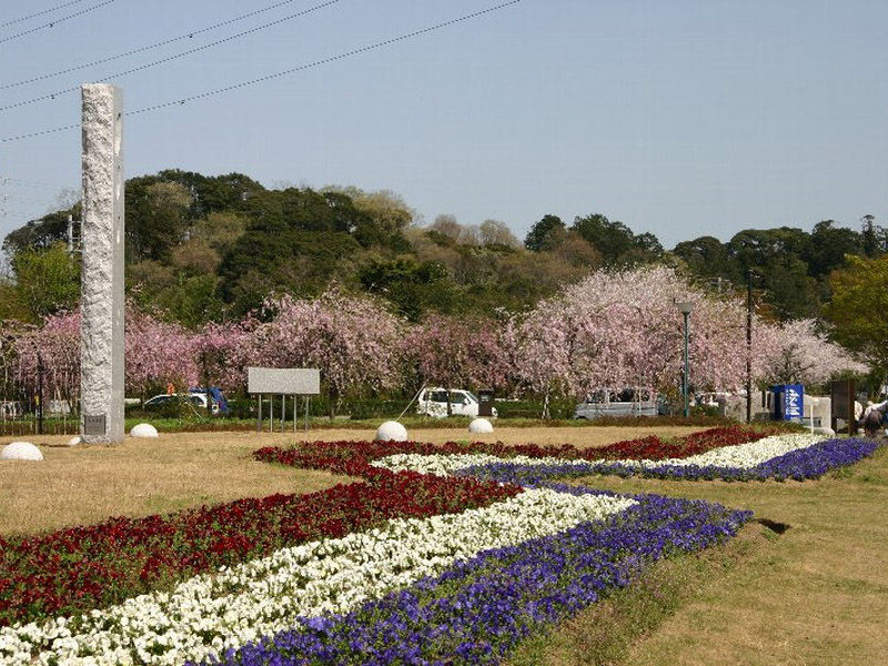 鈴鹿フラワーパークの桜の写真6