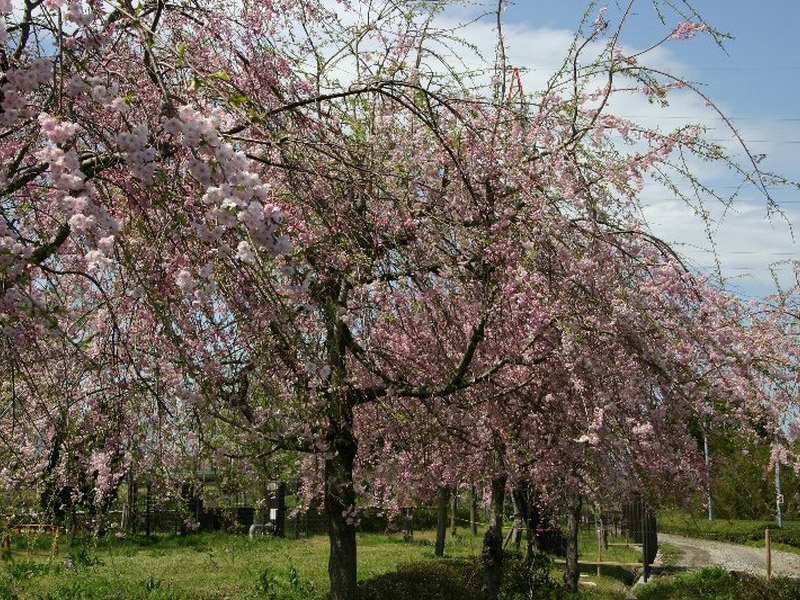 鈴鹿フラワーパークの桜のイメージ写真