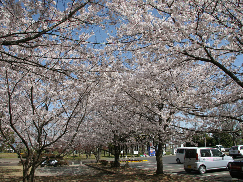 石垣池公園の桜の写真1