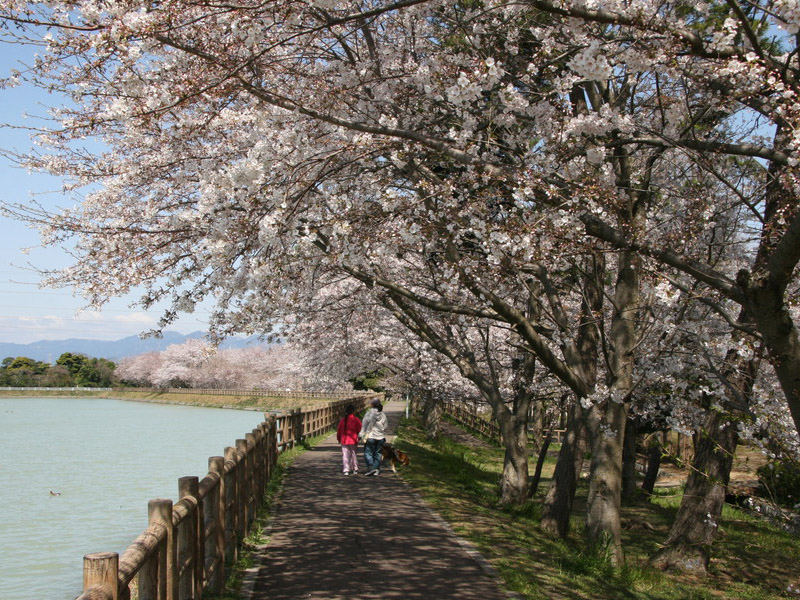 石垣池公園の桜の写真2