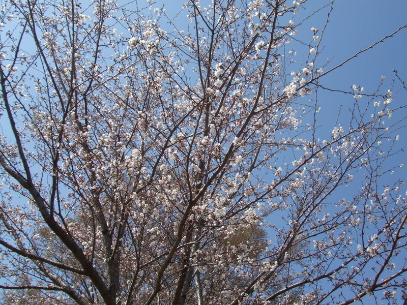 石垣池公園の桜の写真3