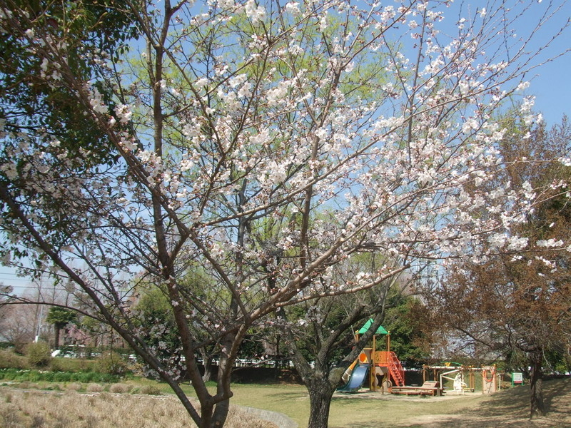 石垣池公園の桜の写真4