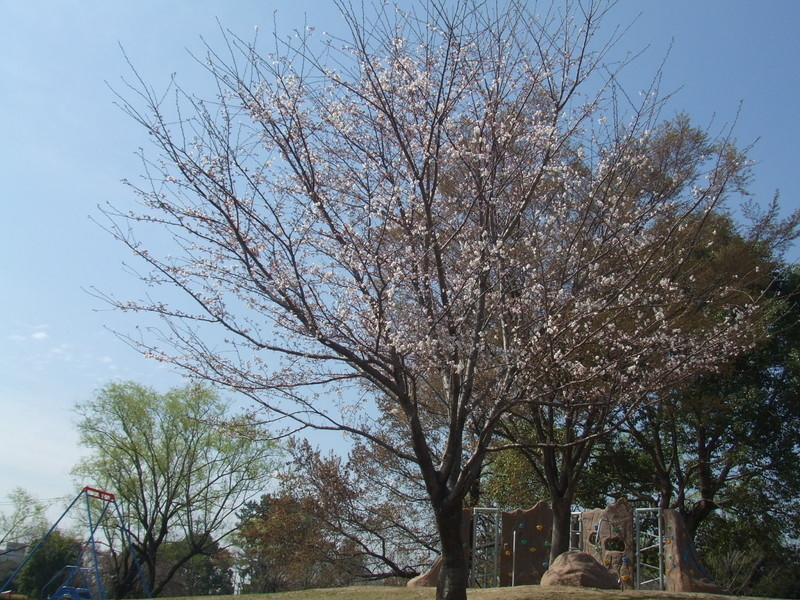 石垣池公園の桜の写真5