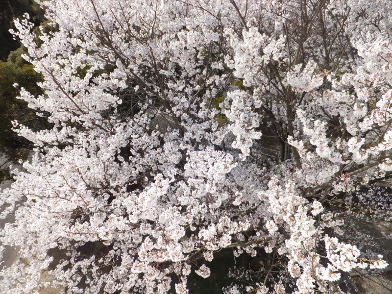 石垣池公園の桜の写真6