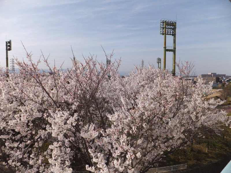 石垣池公園の桜の写真7