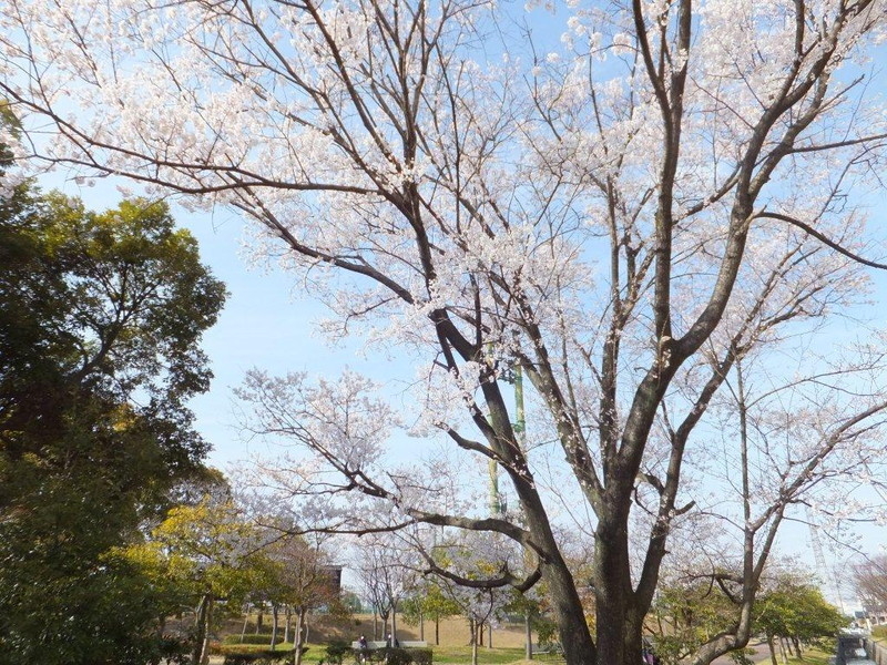 石垣池公園の桜の写真8