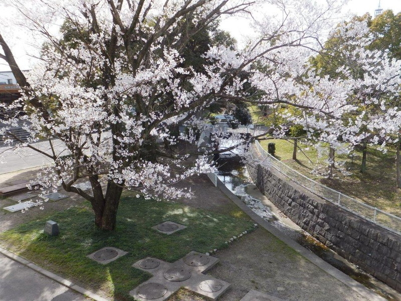 石垣池公園の桜の写真10