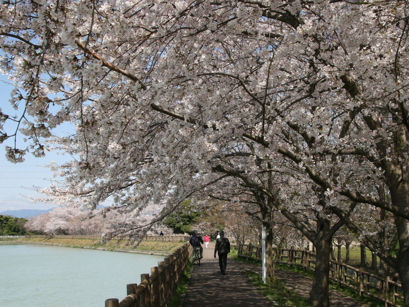 石垣池公園の桜のイメージ写真