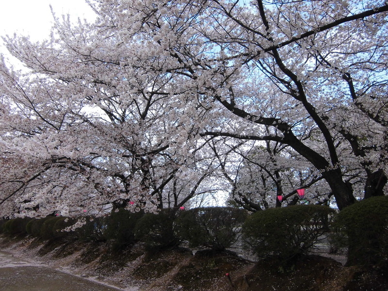 旭化成㈱の桜並木の写真1