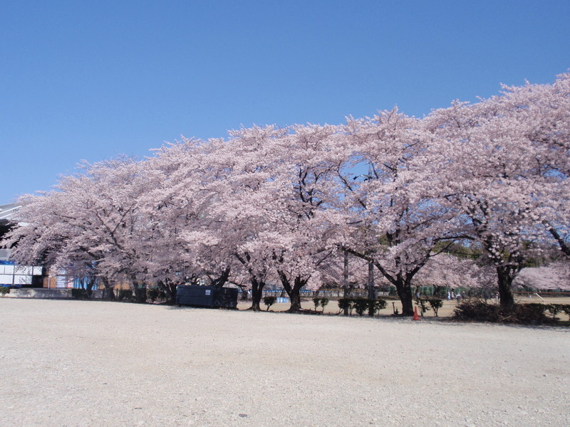 旭化成㈱の桜並木の写真2