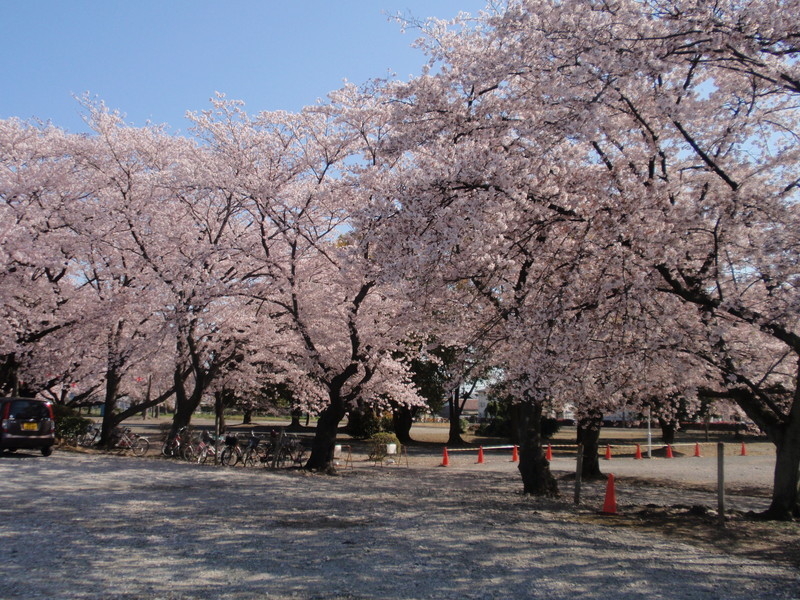 旭化成㈱の桜並木の写真3