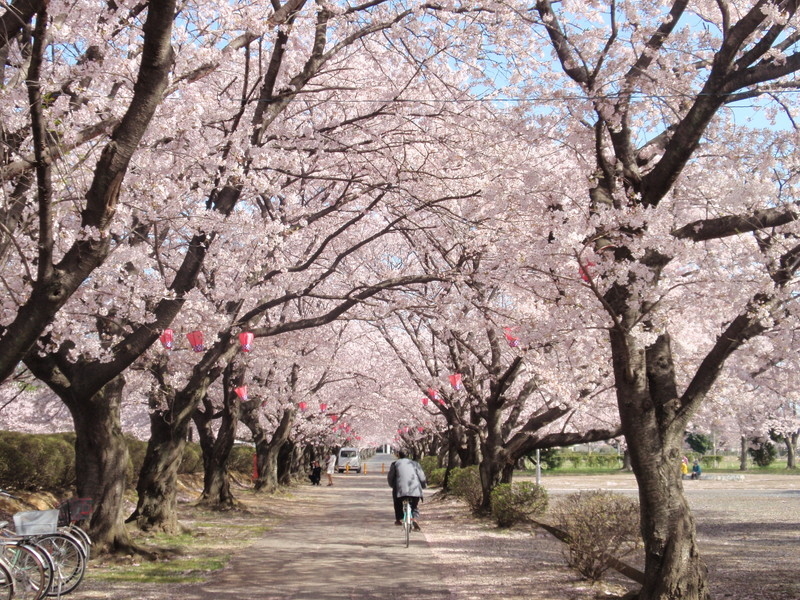 旭化成㈱の桜並木の写真4